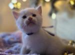 Dark Blue Flam point - Balinese Kitten For Sale - Dallas&comma; TX&comma; US