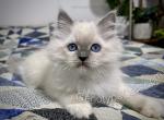 Cyprian - Ragdoll Kitten For Sale - Tuscaloosa&comma; AL&comma; US