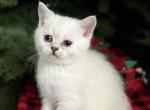 Rosie - Scottish Straight Kitten For Sale - Roseville&comma; CA&comma; US