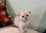 Vanilla - Scottish Fold Kitten For Sale - Roseville&comma; CA&comma; US