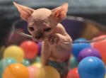 Hope - Sphynx Kitten For Sale - 