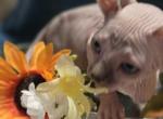 Big G - Sphynx Kitten For Sale - 