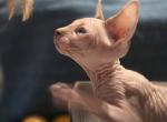 Ready for Christmas - Sphynx Kitten For Sale - Modesto&comma; CA&comma; US