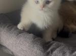 Missy - Scottish Fold Kitten For Sale - Falls Church&comma; VA&comma; US