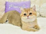 Elli 2 - British Shorthair Kitten For Sale - Los Angeles&comma; CA&comma; US