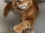 Michael - Maine Coon Cat For Sale/Service - Charlotte&comma; NC&comma; US