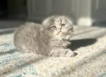 Leo - Scottish Fold Kitten For Sale - Sedalia&comma; MO&comma; US
