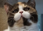 LoveOfBrits Umami Chocolate Torie Calico - British Shorthair Kitten For Sale - Cleveland&comma; OH&comma; US