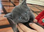 Daisy - Chartreux Kitten For Sale - Southampton&comma; MA&comma; US