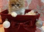 Moe - Persian Kitten For Sale - Myakka City&comma; FL&comma; US
