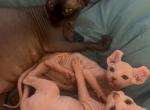 Licorice 1 - Sphynx Kitten For Sale - Massapequa&comma; NY&comma; US