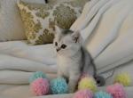 Silver chinchilla male - Scottish Straight Kitten For Sale - Hallandale&comma; FL&comma; US