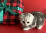 Luna - Scottish Fold Kitten For Sale - 