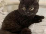 Black diamond - Brazilian Shorthair Kitten For Sale