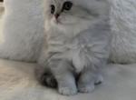 Silver chinchilla male fold - Scottish Fold Kitten For Sale - Hallandale&comma; FL&comma; US