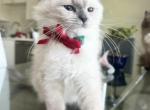 Biscuit - Ragdoll Kitten For Sale - 