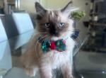 Brownie - Ragdoll Kitten For Sale - 