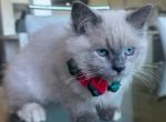 Dewdrop - Ragdoll Kitten For Sale - 