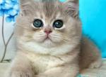 Gemma - British Shorthair Kitten For Sale - Norwalk&comma; CT&comma; US