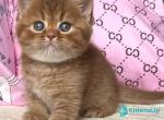 Damir - British Shorthair Kitten For Sale - Norwalk&comma; CT&comma; US
