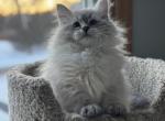 Gucci - Siberian Kitten For Sale - Prospect Heights&comma; IL&comma; US