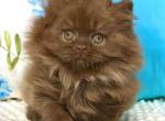 Cremka - British Shorthair Kitten For Sale - Norwalk&comma; CT&comma; US