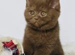 Xara - British Shorthair Kitten For Sale - Norwalk&comma; CT&comma; US