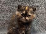 Exotic Shorthair Kittens - Exotic Kitten For Sale - Kansas City&comma; MO&comma; US