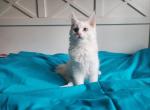 Roxy - Maine Coon Kitten For Sale - Nevada City&comma; CA&comma; US