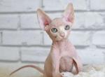 Angel - Sphynx Kitten For Sale - 