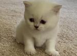 Luna - Scottish Straight Cat For Adoption - Miami&comma; FL&comma; US