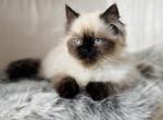 Chai - Himalayan Kitten For Sale - Baltimore&comma; MD&comma; US