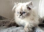 Yuki - Himalayan Kitten For Sale - Baltimore&comma; MD&comma; US