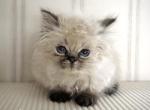 Bitsy - Himalayan Kitten For Sale - Baltimore&comma; MD&comma; US