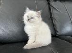 Lynx male kitten - Ragdoll Kitten For Sale - Goodrich&comma; MI&comma; US