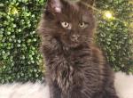 Darwin - Maine Coon Kitten For Sale - MI&comma; US