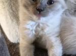 Snow flake - Ragdoll Kitten For Sale - Phoenix&comma; AZ&comma; US