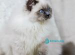 Muffin - Ragdoll Kitten For Sale - Hollywood&comma; FL&comma; US