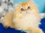 Sapfir - Scottish Straight Kitten For Sale - Hollywood&comma; FL&comma; US