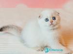 Bonnie - Scottish Fold Kitten For Sale - Hollywood&comma; FL&comma; US