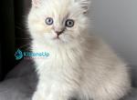 Xavier&lowbar; - Scottish Straight Kitten For Sale - Hollywood&comma; FL&comma; US