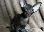 Keanu - Oriental Kitten For Sale - Pembroke Pines&comma; FL&comma; US