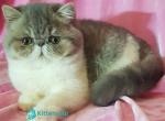 Figaro - Exotic Kitten For Sale - Pembroke Pines&comma; FL&comma; US