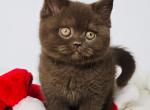 Xandi - British Shorthair Kitten For Sale - Norwalk&comma; CT&comma; US