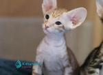 Felichita - Peterbald Kitten For Sale