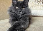 Wizart - Maine Coon Kitten For Sale - Pembroke Pines&comma; FL&comma; US