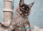 Pumbaa - Maine Coon Kitten For Sale - Pembroke Pines&comma; FL&comma; US