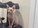 Kisulja - Sphynx Kitten For Sale - Largo&comma; FL&comma; US