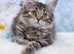 Fanya - Siberian Kitten For Sale - Pembroke Pines&comma; FL&comma; US