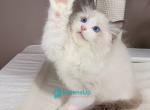 Quasar - Ragdoll Kitten For Sale - Norwalk&comma; CT&comma; US